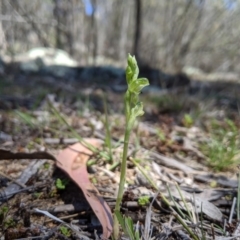 Hymenochilus cycnocephalus at Rendezvous Creek, ACT - suppressed