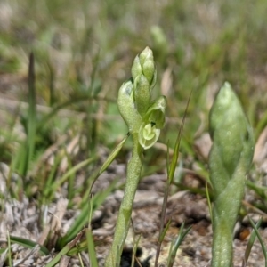 Hymenochilus cycnocephalus at Rendezvous Creek, ACT - 19 Oct 2019