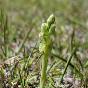 Hymenochilus cycnocephalus at Rendezvous Creek, ACT - 19 Oct 2019