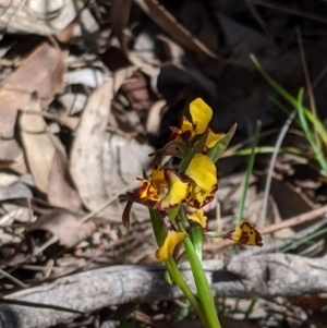 Diuris pardina at Rendezvous Creek, ACT - 19 Oct 2019