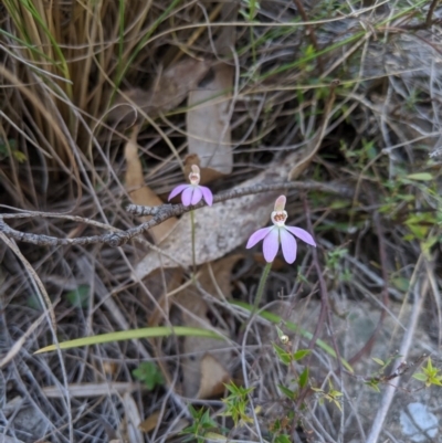 Caladenia carnea (Pink Fingers) at Rendezvous Creek, ACT - 19 Oct 2019 by MattM