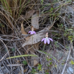 Caladenia carnea at Rendezvous Creek, ACT - 19 Oct 2019