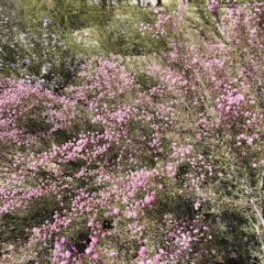 Kunzea parvifolia (Violet Kunzea) at Red Hill to Yarralumla Creek - 18 Oct 2019 by ruthkerruish