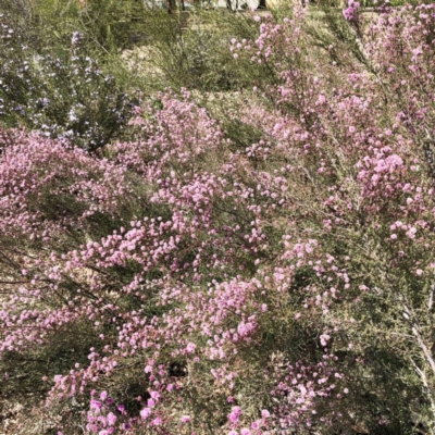 Kunzea parvifolia (Violet Kunzea) at Hughes Garran Woodland - 18 Oct 2019 by ruthkerruish