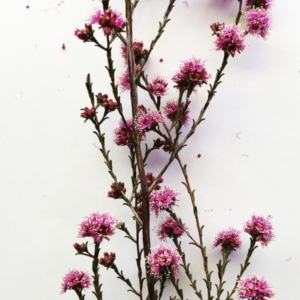 Kunzea parvifolia at Garran, ACT - 19 Oct 2019