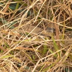 Tiliqua scincoides scincoides (Eastern Blue-tongue) at Karabar, NSW - 12 Oct 2019 by TmacPictures