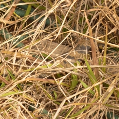 Tiliqua scincoides scincoides (Eastern Blue-tongue) at Mount Jerrabomberra QP - 12 Oct 2019 by TmacPictures