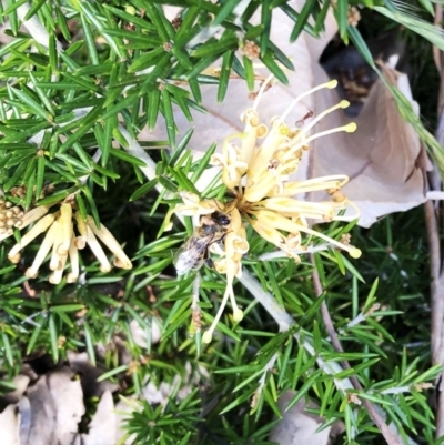 Apis mellifera (European honey bee) at Hughes Garran Woodland - 18 Oct 2019 by ruthkerruish