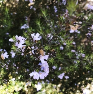 Apis mellifera at Garran, ACT - 19 Oct 2019