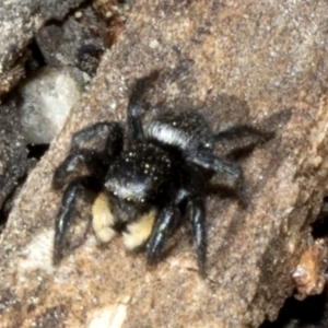 Salticidae sp. 'Golden palps' at Acton, ACT - 19 Oct 2019 09:27 AM