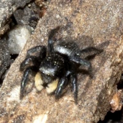 Salticidae sp. 'Golden palps' (Unidentified jumping spider) at Acton, ACT - 19 Oct 2019 by JudithRoach