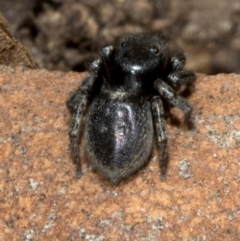 Salticidae sp. 'Golden palps' at Acton, ACT - 19 Oct 2019 09:27 AM