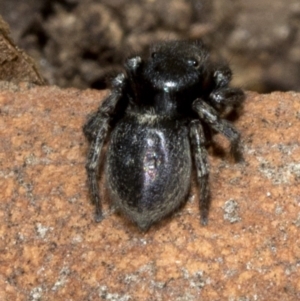 Salticidae sp. 'Golden palps' at Acton, ACT - 19 Oct 2019