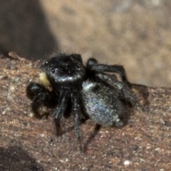 Salticidae sp. 'Golden palps' at Acton, ACT - 19 Oct 2019 09:27 AM