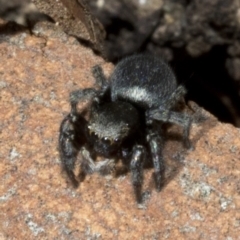 Salticidae sp. 'Golden palps' at Acton, ACT - 19 Oct 2019 09:27 AM