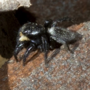 Salticidae sp. 'Golden palps' at Acton, ACT - 19 Oct 2019