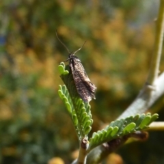 Leistomorpha brontoscopa (A concealer moth) at Namadgi National Park - 17 Oct 2019 by Christine