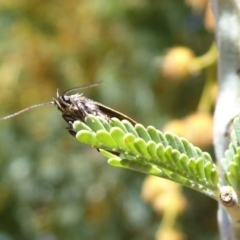 Leistomorpha brontoscopa at Booth, ACT - 18 Oct 2019 10:51 AM