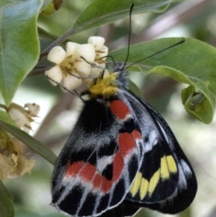 Delias harpalyce (Imperial Jezebel) at Hackett, ACT - 19 Oct 2019 by JudithRoach