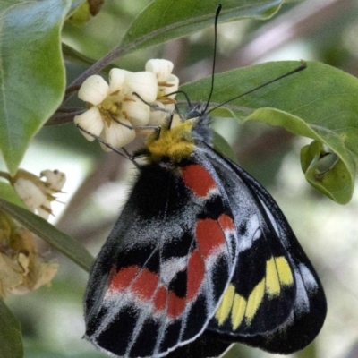 Delias harpalyce (Imperial Jezebel) at Hackett, ACT - 19 Oct 2019 by JudithRoach