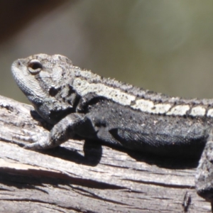 Amphibolurus muricatus at Booth, ACT - 18 Oct 2019 12:35 PM