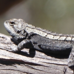 Amphibolurus muricatus (Jacky Lizard) at Booth, ACT - 18 Oct 2019 by Christine