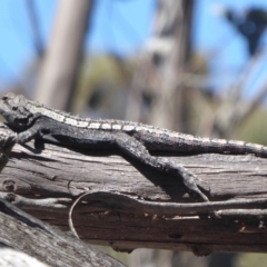 Amphibolurus muricatus at Booth, ACT - 18 Oct 2019