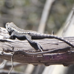 Amphibolurus muricatus at Booth, ACT - 18 Oct 2019