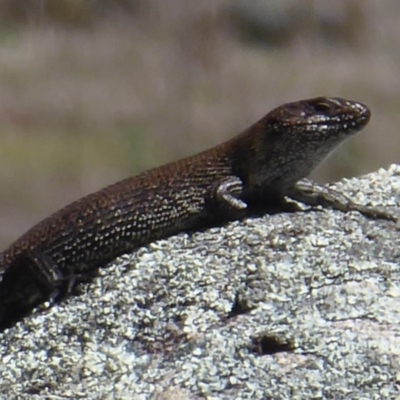 Egernia cunninghami (Cunningham's Skink) at Namadgi National Park - 18 Oct 2019 by Christine