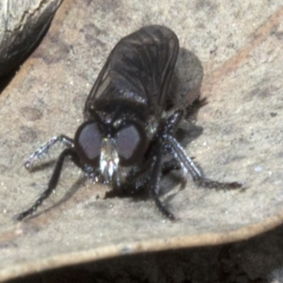 Bromotheres australis (A robber fly) at ANBG - 18 Oct 2019 by JudithRoach