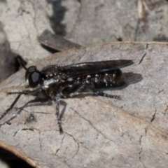 Bromotheres australis at Acton, ACT - 19 Oct 2019 09:20 AM