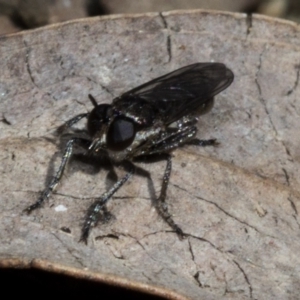 Bromotheres australis at Acton, ACT - 19 Oct 2019