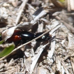 Thyreocephalus sp. (genus) (Rove beetle) at Booth, ACT - 18 Oct 2019 by Christine