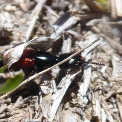 Thyreocephalus sp. (genus) (Rove beetle) at Booth, ACT - 18 Oct 2019 by Christine