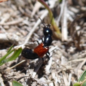 Thyreocephalus sp. (genus) at Booth, ACT - 18 Oct 2019 12:20 PM