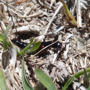 Thyreocephalus sp. (genus) at Booth, ACT - 18 Oct 2019