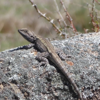 Amphibolurus muricatus (Jacky Lizard) at Namadgi National Park - 18 Oct 2019 by Christine