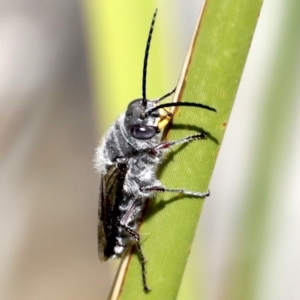 Crabronidae (family) at Broulee, NSW - 31 Aug 2019