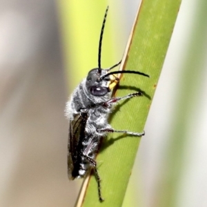 Crabronidae (family) at Broulee, NSW - 31 Aug 2019 01:50 PM