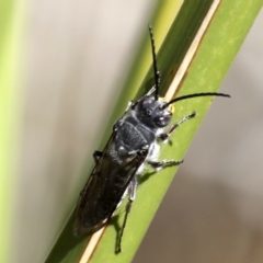 Crabronidae (family) at Broulee, NSW - 31 Aug 2019 01:50 PM