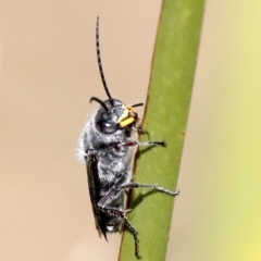 Crabronidae (family) at Broulee, NSW - 31 Aug 2019