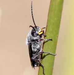 Crabronidae (family) at Broulee, NSW - 31 Aug 2019 01:50 PM