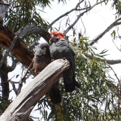 Callocephalon fimbriatum (Gang-gang Cockatoo) at Red Hill to Yarralumla Creek - 19 Oct 2019 by JackyF