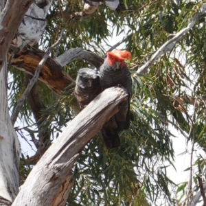 Callocephalon fimbriatum at Hughes, ACT - 19 Oct 2019