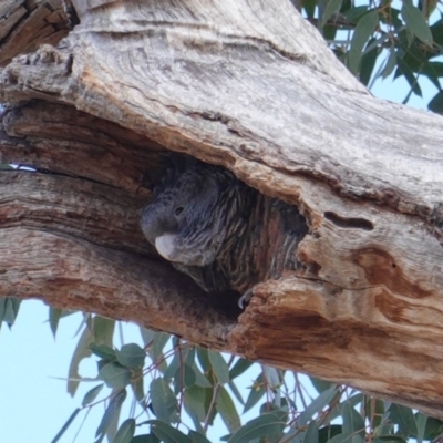 Callocephalon fimbriatum (Gang-gang Cockatoo) at Hughes, ACT - 19 Oct 2019 by JackyF