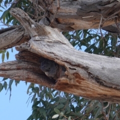 Callocephalon fimbriatum at Hughes, ACT - 19 Oct 2019