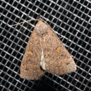 Rhapsa eretmophora at Rosedale, NSW - 31 Aug 2019 07:52 PM