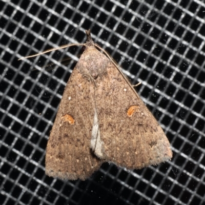 Rhapsa eretmophora (Rounded Rhapsa) at Rosedale, NSW - 31 Aug 2019 by jb2602