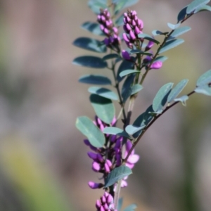 Indigofera australis subsp. australis at Mongarlowe, NSW - 19 Oct 2019