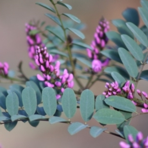 Indigofera australis subsp. australis at Mongarlowe, NSW - 19 Oct 2019